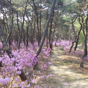 분홍빛 진달래꽃 핀 봄의 세종대왕릉으로 초대합니다